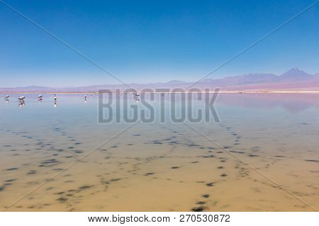 Laguna Chaxa, Atacama Desert, Chile. South America.