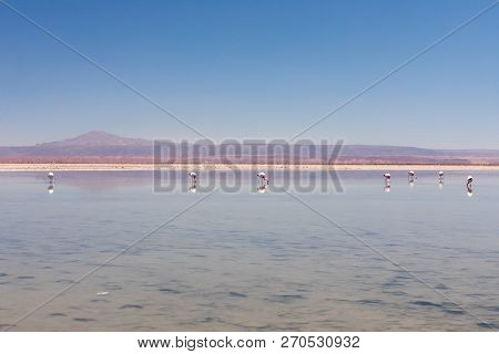 Laguna Chaxa, Atacama Desert, Chile. South America.