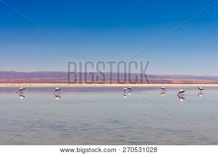 Laguna Chaxa, Atacama Desert, Chile. South America.