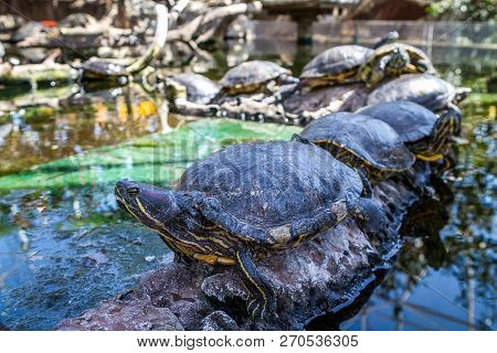 Turtles In The Oceanic Park Of Valencia
