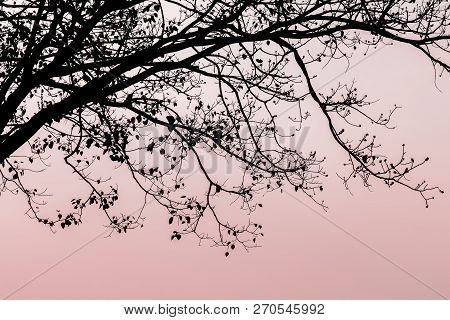 Branch Of Bodhi Tree Silhouette In Autumn Of Tropical Nature On Twilight Background For Romantic Ele