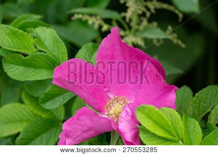 Pink Rose Hip Flower Macro Dog Rose Sweet Briar Flower