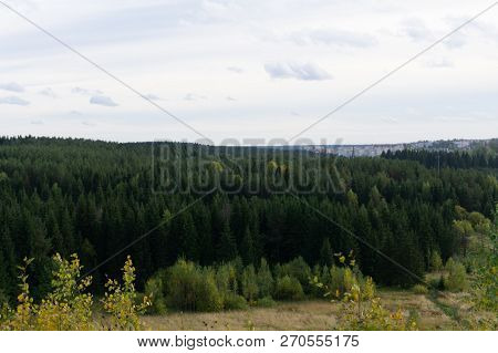 The Gloomy Atmosphere Of The Evening In The Dark Forest. High Firs And Pines In The Fog. Overcast We