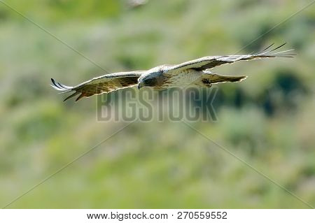 The Booted Eagle in flight (Aquila pennata)