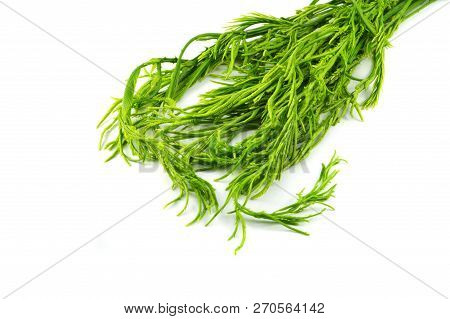 Acacia Pennata Isolated / Fresh Acacia Pennata Or Climbing Wattle Vegetable Isolated On White Backgr