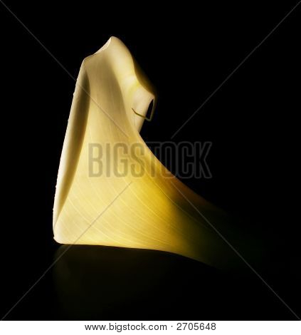 Calla Lily Profil