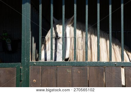 Horse Locked In The Stable Behind Bars
