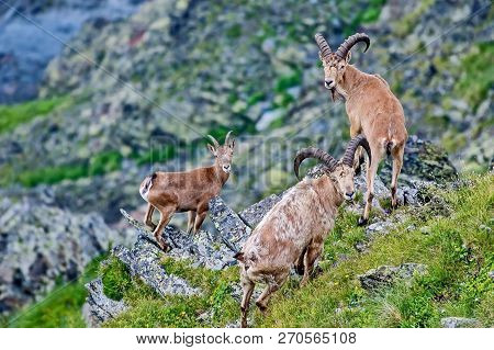 West Caucasian Tur (capra Caucasica) Is A Mountain-dwelling Goat-antelope Found Only In The Western 