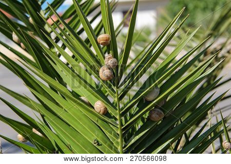 A Lot Of Snails Spread Across The Leaves Of The Plant