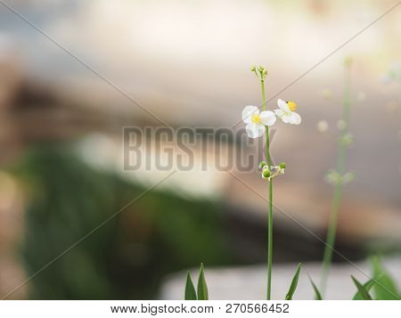 Space For Write Jasminoides Gerdenia Crape Jasmine  White Flower Beautiful In Nature