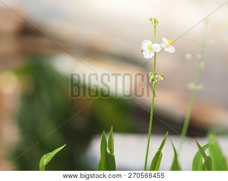 Space For Write Jasminoides Gerdenia Crape Jasmine  White Flower Beautiful In Nature