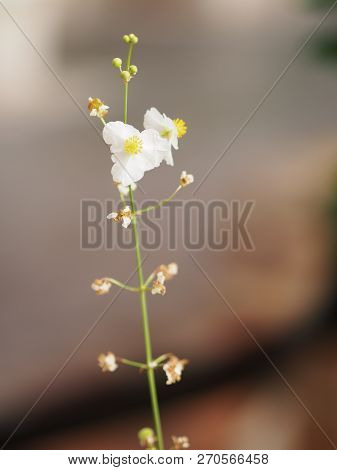 Space For Write Jasminoides Gerdenia Crape Jasmine  White Flower Beautiful In Nature