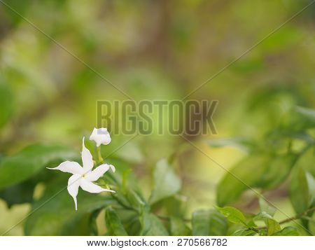 Space For Write Jasminoides Gerdenia Crape Jasmine  White Flower Beautiful In Nature