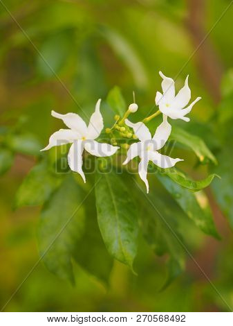 Closeup Jasminoides Gerdenia Crape Jasmine White Flower Beautiful In Nature
