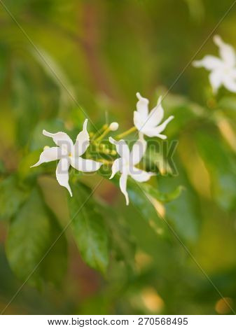 Closeup Jasminoides Gerdenia Crape Jasmine White Flower Beautiful In Nature