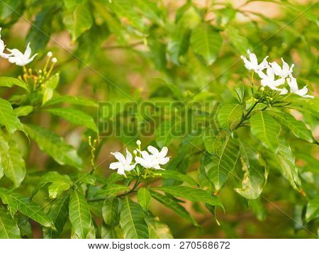 Closeup Jasminoides Gerdenia Crape Jasmine White Flower Beautiful In Nature