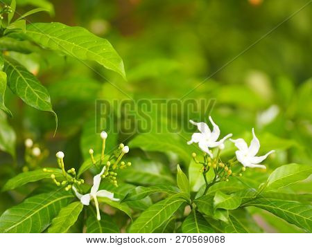 Closeup Jasminoides Gerdenia Crape Jasmine White Flower Beautiful In Nature