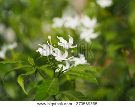 Closeup Jasminoides Gerdenia Crape Jasmine White Flower Beautiful In Nature