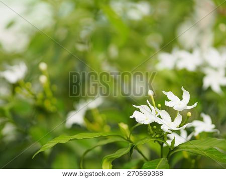 Closeup Jasminoides Gerdenia Crape Jasmine White Flower Beautiful In Nature