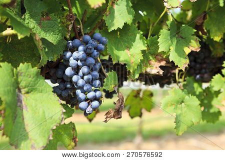 Grapes Ready To Harvest Hanging On A Grapevine