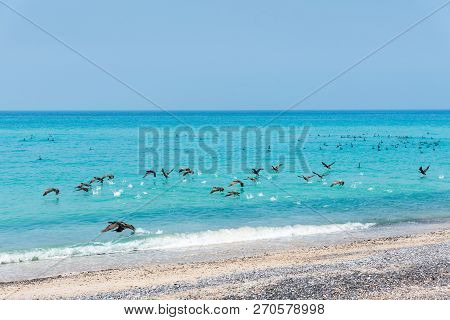 Beautiful Beach Crowded With Birds On A Sunny Day