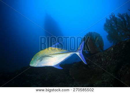 Scuba diving liveaboard boat moored over coral reef 