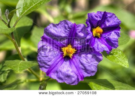 Solanum Rantonettii blomster hdr billede