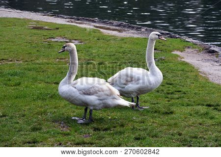 Two Mute Swans On The Grass By The Lake