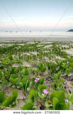Wild tropical beach illan hämärtyessä kukat ja kasvit, tioman island-Malesia