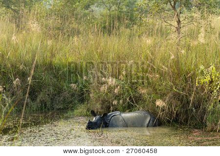 unicornis แรดป่าในอุทยานแห่งชาติ เนปาล