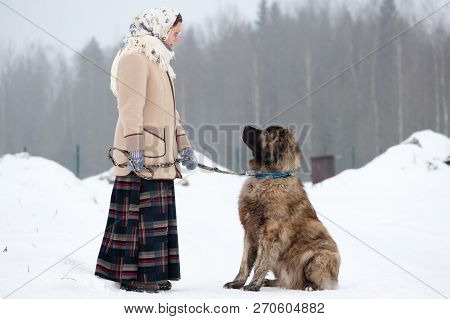 The Girl Trains Dogs On A Snowy Ground In The Middle Of The Forest In Winter. The Girl In A Coat, A 