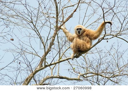hvid afleveret gibbon gibboner lar stående i træ, thailand