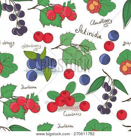 Different Berries. Background, Wallpaper, Seamless. Sketch. Blueberries, Actinidia, Cloedberry, Hawt
