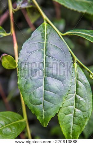 Thea Sinensis (tea Flower) Shrub In Close Up