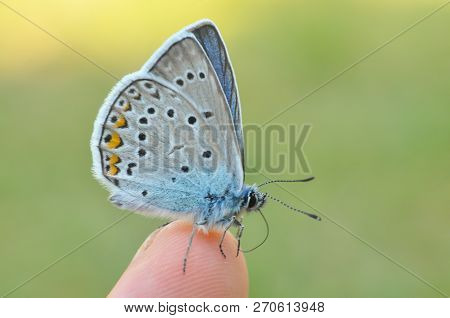 Common Blue Butterfly On Finger. Polyommatus Amandus On Man Finger.