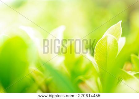 Green Leaf In The Morning With Sunlight At Garden ,natrural Green Plants. Image Use For Background C