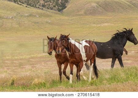 Beautiful Wild Horses In The Utah Desert In Summer