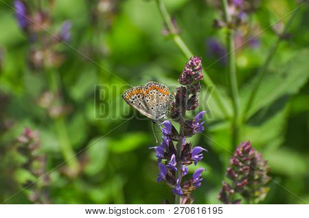 Aricia Agestis, Brown Argus Butterfly In Nature. Common Blue Butterfly On Wild Flowers