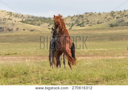 Beautiful Wild Horses In The Utah Desert In Summer