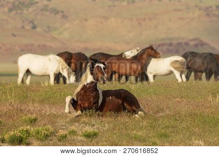 Beautiful Wild Horses In The Utah Desert In Summer