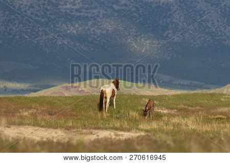 Beautiful Wild Horse Mare And Foal In The Utah Desert In Summer