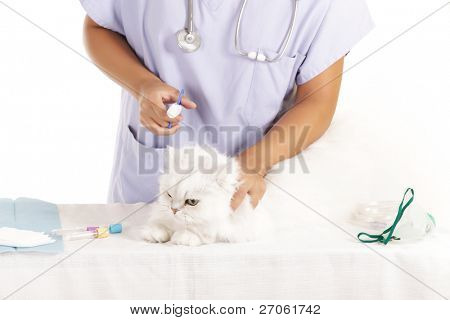 femme vétérinaire appliquant la compresse froide sur chat angora blanc
