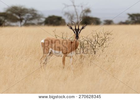 Soemmerring's Gazelle (nanger Soemmerringii)