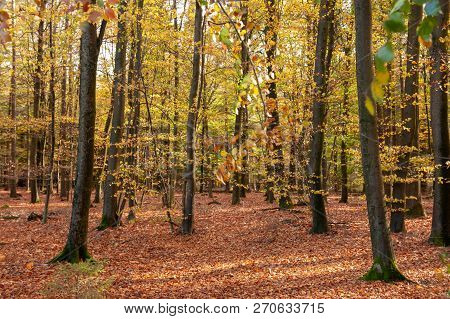 Impression Of The Forest Near Former Prison And Transit Camp Westerbork, On A Sunny Afternoon. Image