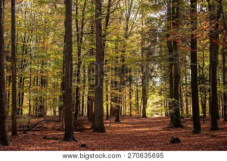 Impression Of The Forest Near Former Prison And Transit Camp Westerbork, On A Sunny Afternoon. Image