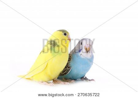 Little Yellow And Blue Budgerigars Isolated On White Background. Isolated Budgerigar