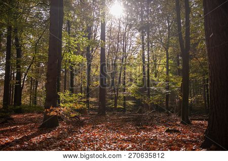 Impression Of The Forest Near Former Prison And Transit Camp Westerbork, On A Sunny Afternoon. Image