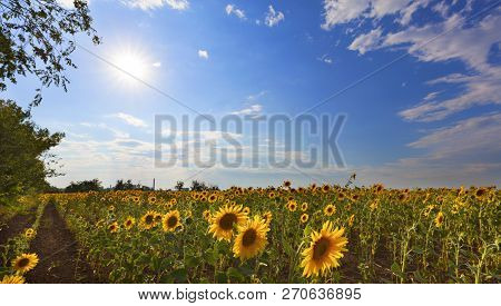 Summer Rural Landscape - Blooming Sunflower Field In Backlight Against A Blue Sky And Bright Sun.