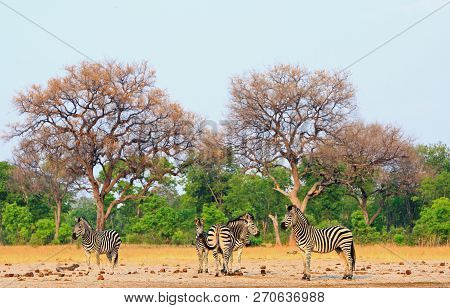 A Small Herd Of Burchells Zebra Standing On The Dry Arid African Savannah With A Natural Bushveld Ba