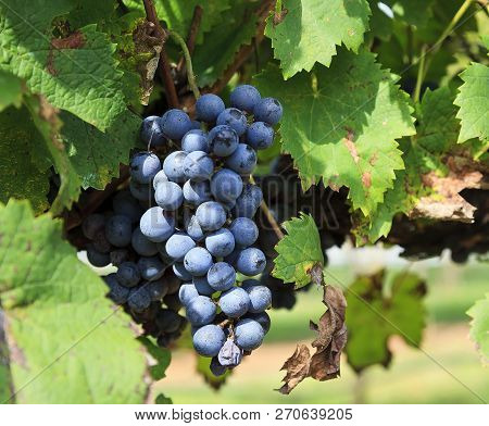 Purple Grapes Ready To Harvest Hanging On A Grapevine